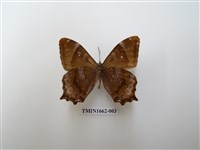 藏品(大幽眼蝶)的圖片